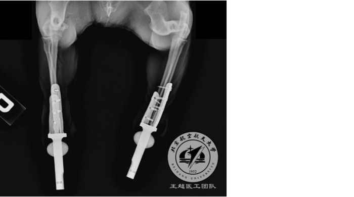 Application Story | Cat walks again thanks to 3D-printed Titanium Prosthetic Limbs Application Story | Cat walks again thanks to 3D-printed Titanium Prosthetic Limbs